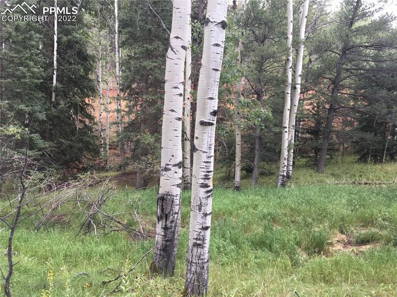 95 Kernite Ln, Divide, CO 80814