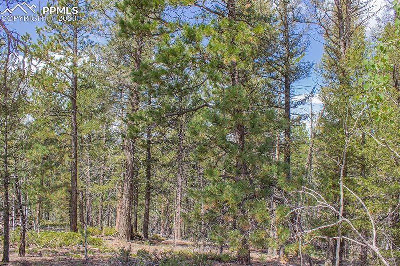 97 Needle Creek Rd, Divide, CO 80814