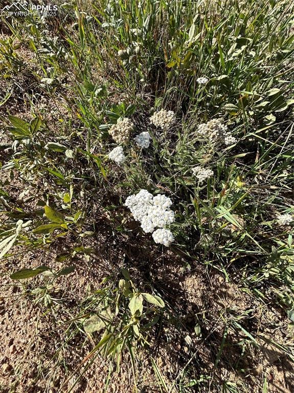 L1-2 Shideler St, Cripple Creek, CO 80813