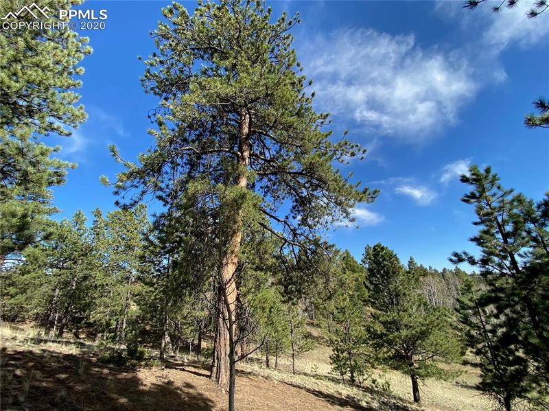 TBD County Road 512, Divide, CO 80814