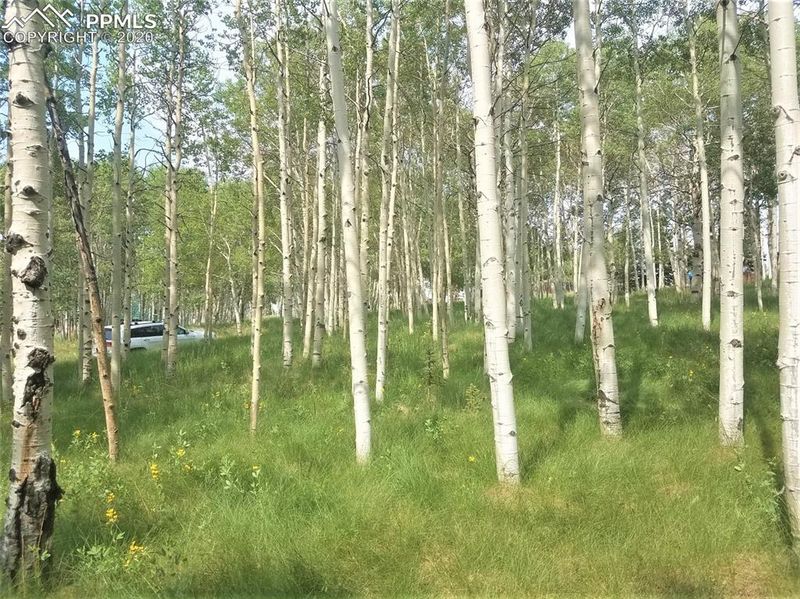 TBD Friar Tuck Dr, Divide, CO 80614
