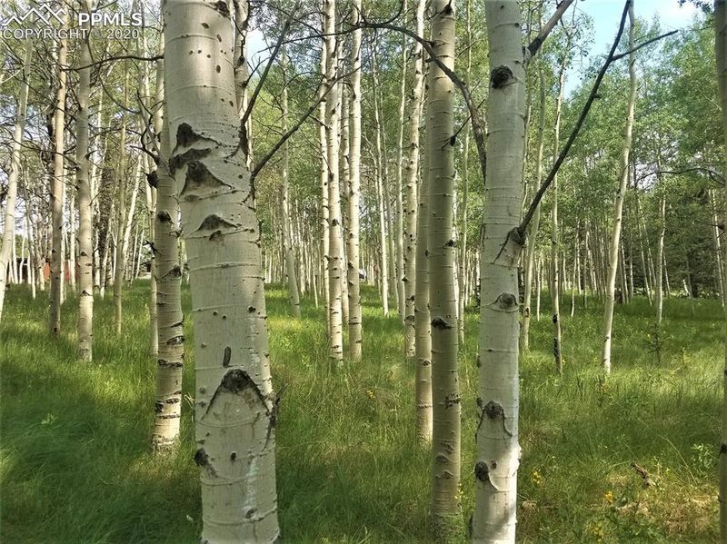 TBD Friar Tuck Dr, Divide, CO 80614