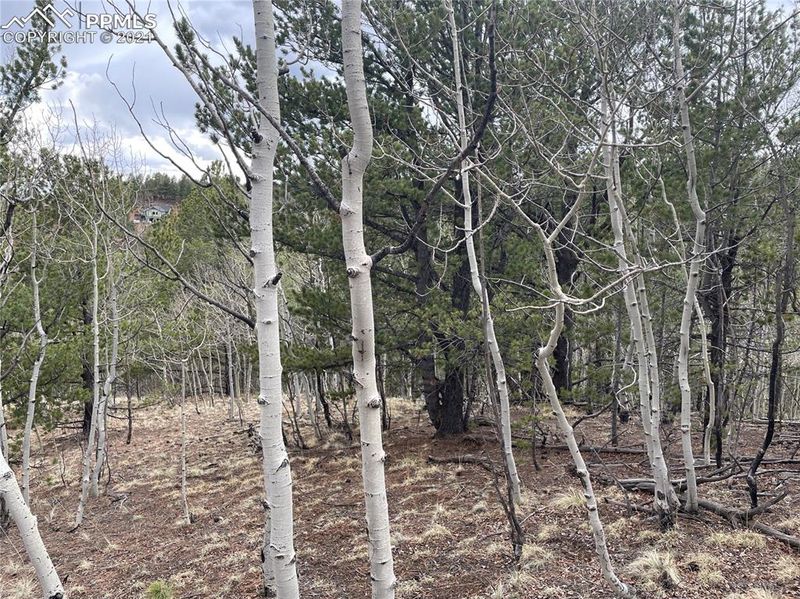 TBD Horseshoe Dr, Divide, CO 80814