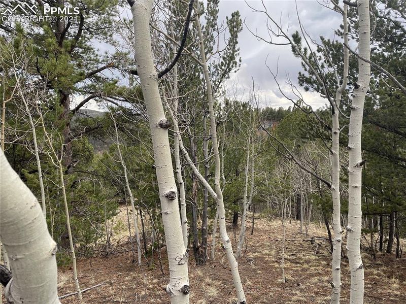 TBD Horseshoe Dr, Divide, CO 80814