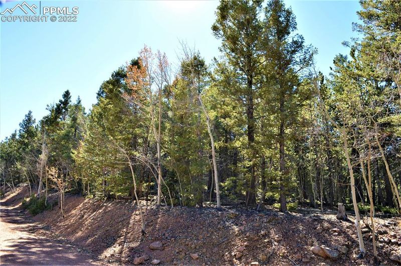 TBD Witherite Dr, Divide, CO 80814