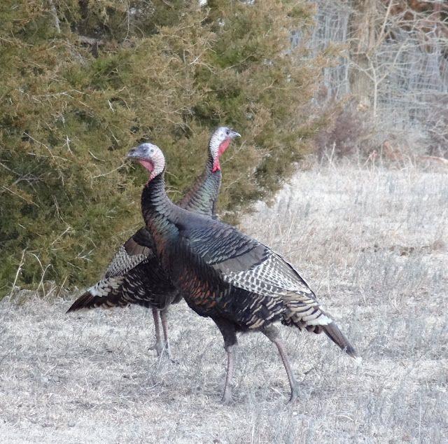 TractB W 231st St, Edgerton, KS 66021