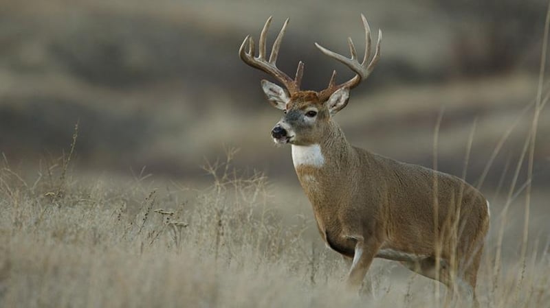 TractB W 231st St, Edgerton, KS 66021