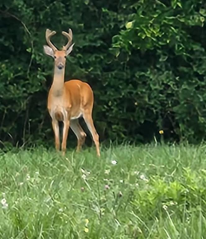 Alley Jackson Rd, Lee's Summit, MO 64086