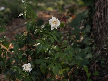 413 Sandusky Ave, Kansas City, KS 66101