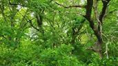 Lot 19 TBD Holstein Dr, Oak Grove, MO 64075