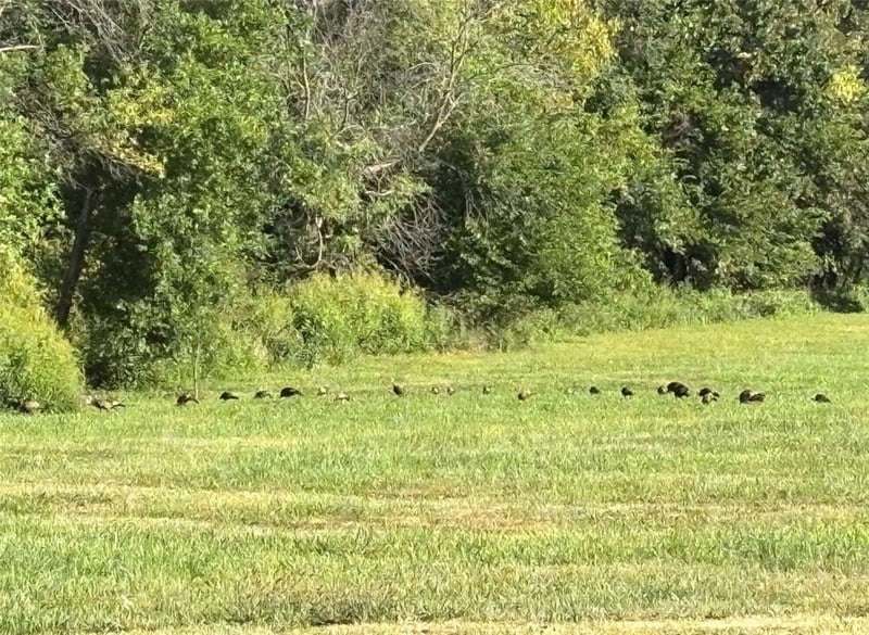 Ozark Ln, Higginsville, MO 64037