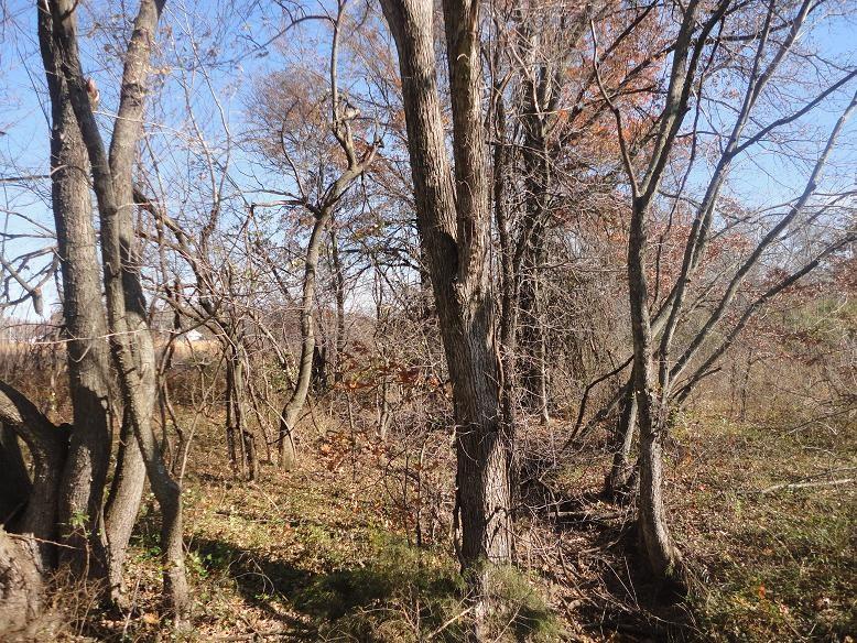 Duck & Dove Rd, Harwood, MO 64750