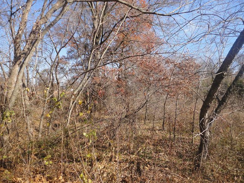 Duck & Dove Rd, Harwood, MO 64750