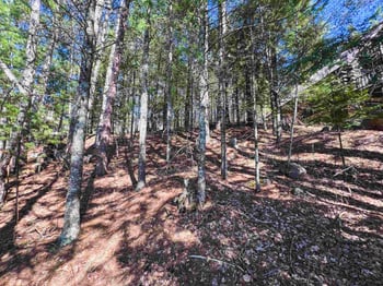 Wheeler Ln, Lakewood, WI 54138