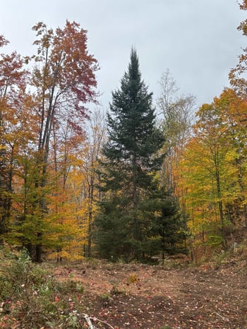 15744 Double B Ln, Mountain, WI 54149