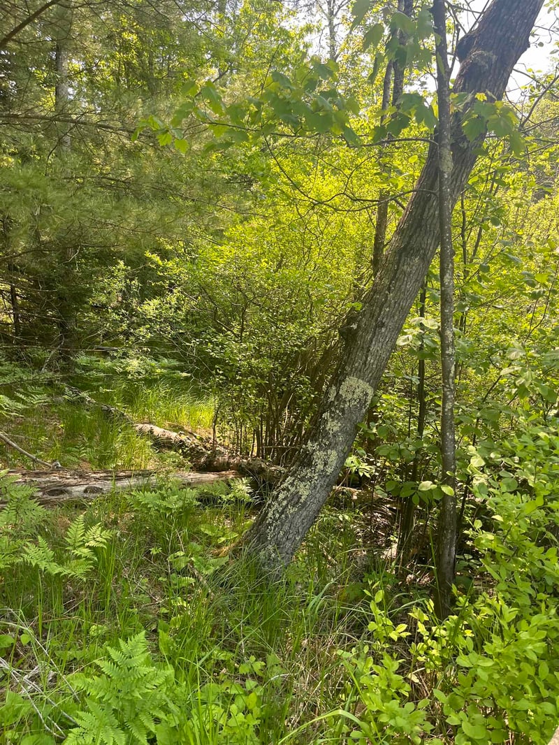 Lake John Rd, Lakewood, WI 54138