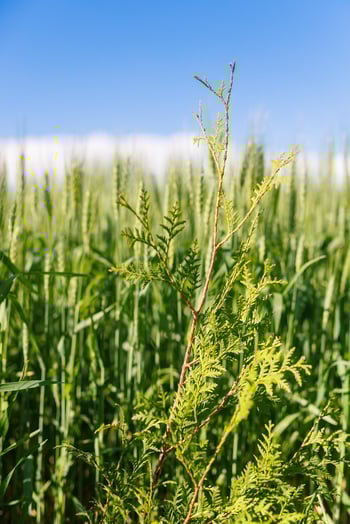 Bay Settlement Rd, Green Bay, WI 54311