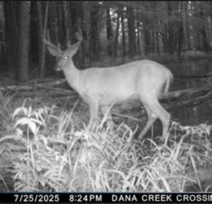 Eland Rd #1, Wittenberg, WI 54499