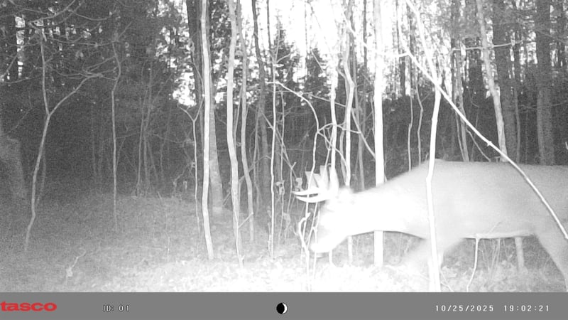 N10035 Red River Rd, Bowler, WI 54416
