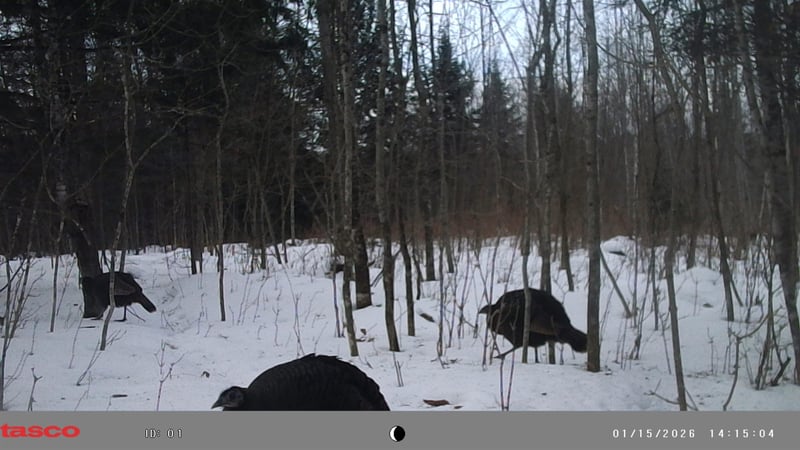 N10035 Red River Rd, Bowler, WI 54416