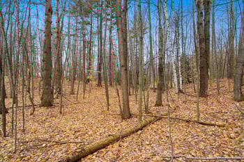 Birchwood Ln #3, Suring, WI 54174