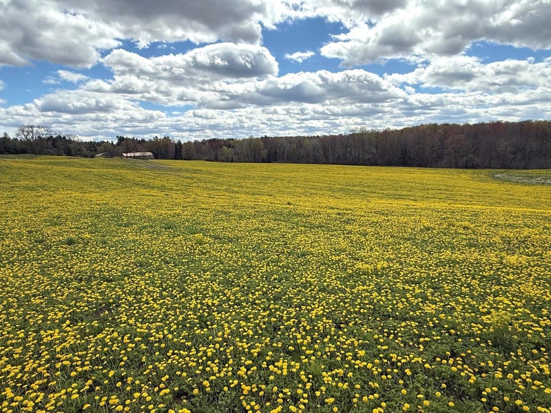 Elm Rd, Birnamwood, WI 54414