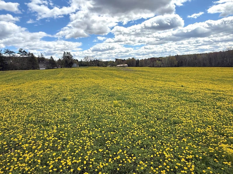 Elm Rd, Birnamwood, WI 54414
