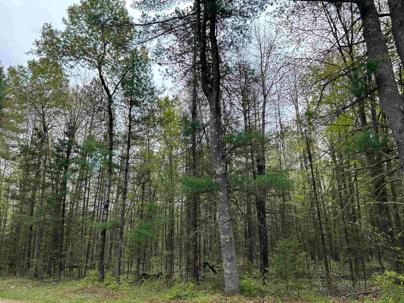 Cth W, White Lake, WI 54491-9646