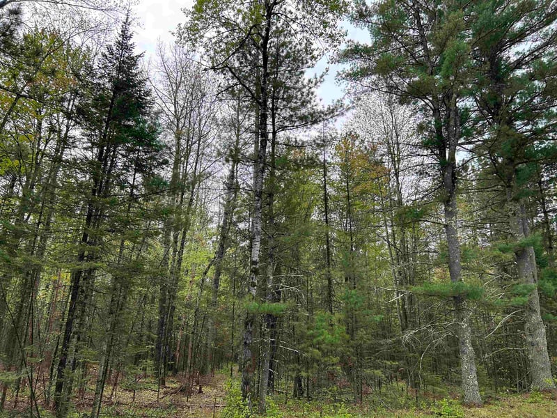 Cth W, White Lake, WI 54491-9646