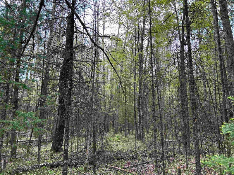 Cth W, White Lake, WI 54491-9646