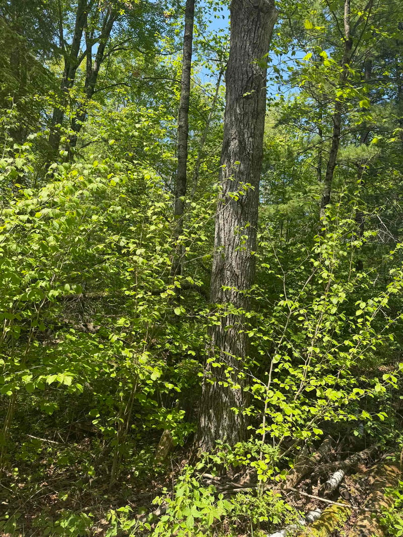 Lower Dam Rd #4 & 5, Mountain, WI 54149