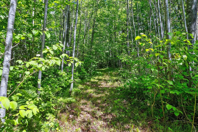 16791 Little Pickerel Ln, Townsend, WI 54175