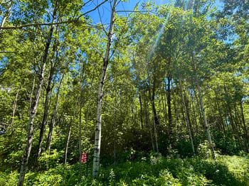 16791 Little Pickerel Ln, Townsend, WI 54175