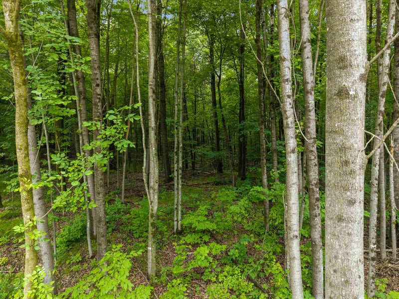Island Lake Ln, Gresham, WI 54128