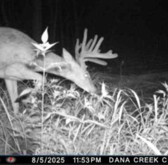 W17810 Eland Rd, Wittenberg, WI 54499