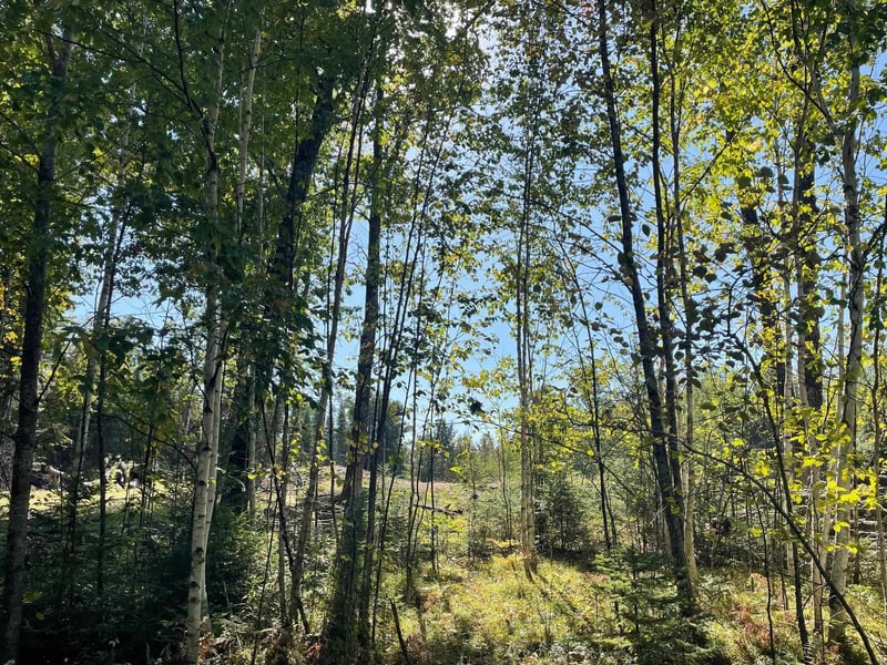 Angel Crest Ln #17, Lakewood, WI 54138