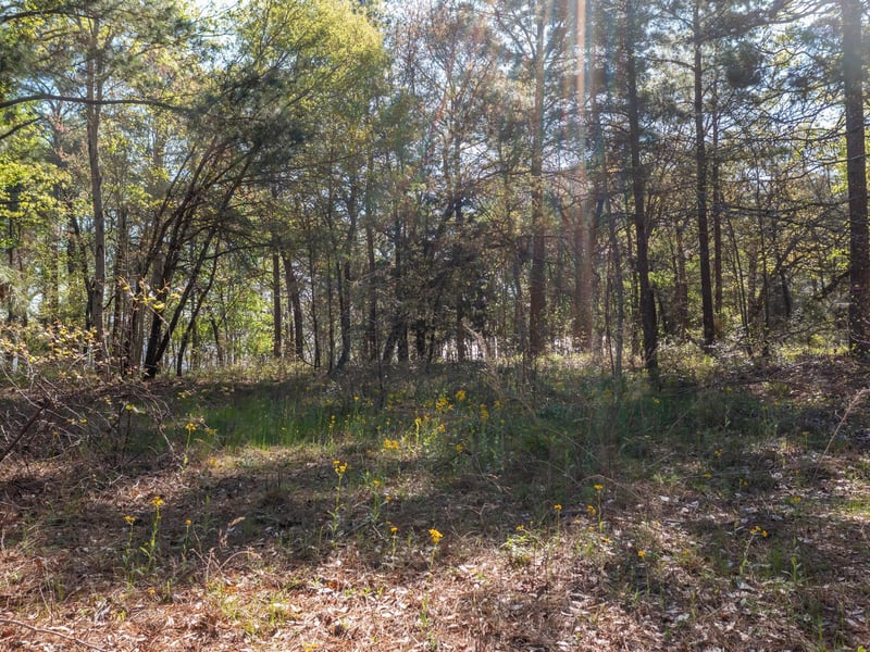 3104 Shadow Pine DR, Larue, TX 75770