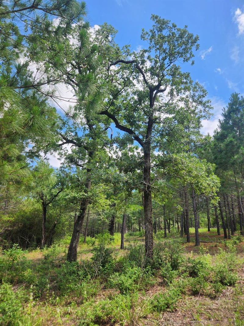 124 Paintbrush LN, Bastrop, TX 78602