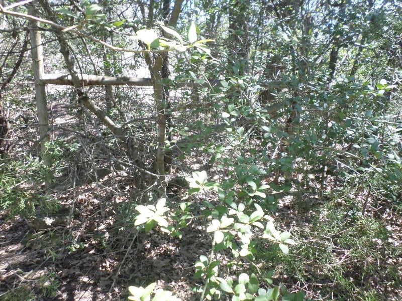 TBD R68370 Walter Hoffman RD #H, Cedar Creek, TX 78612