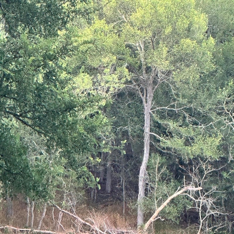 lot 676 Kaukonahua LN, Bastrop, TX 78602