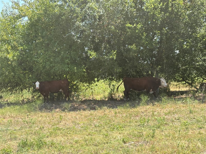 TBD 10.04 AC County Road 413, Thorndale, TX 76577