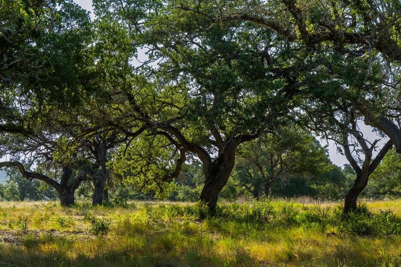 Lot 8 Tuscany DR, Driftwood, TX 78619