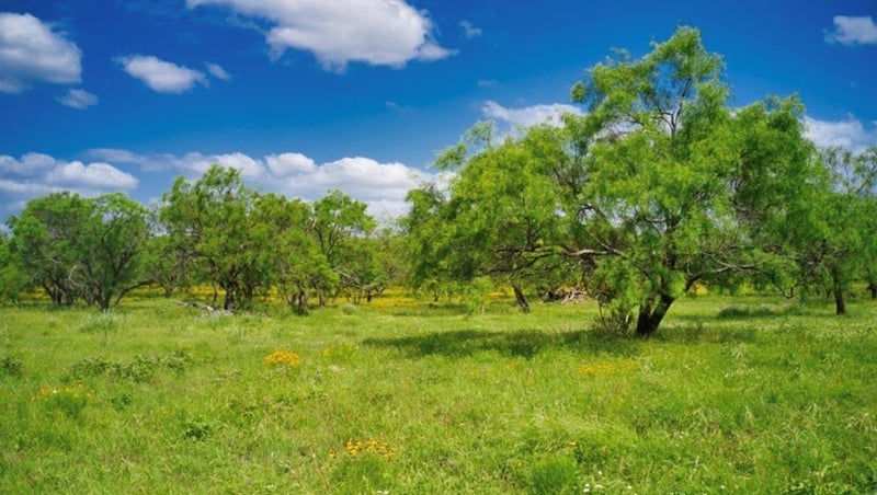 509 Sandy Lane RD, Mason, TX 76856
