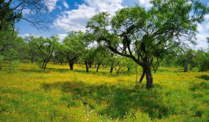 509 Sandy Lane RD, Mason, TX 76856
