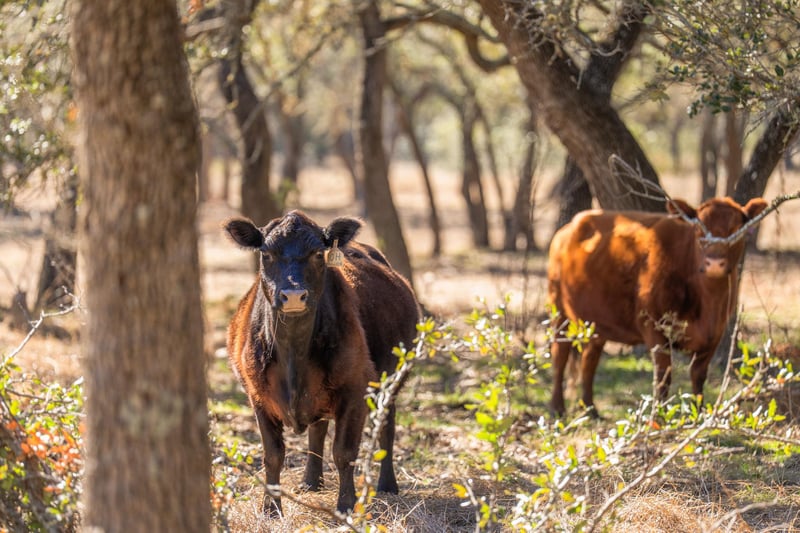 4772-1 County Road 340, Burnet, TX 78611