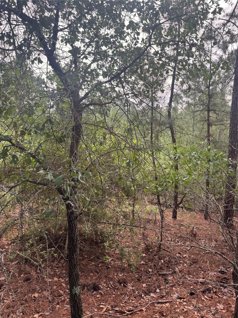 Lot 1492 Haleakala, Bastrop, TX 78602