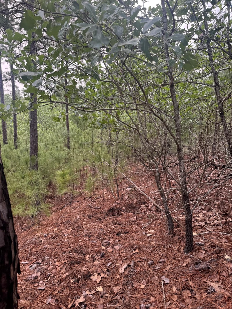 Lot 1490 Haleakala, Bastrop, TX 78602