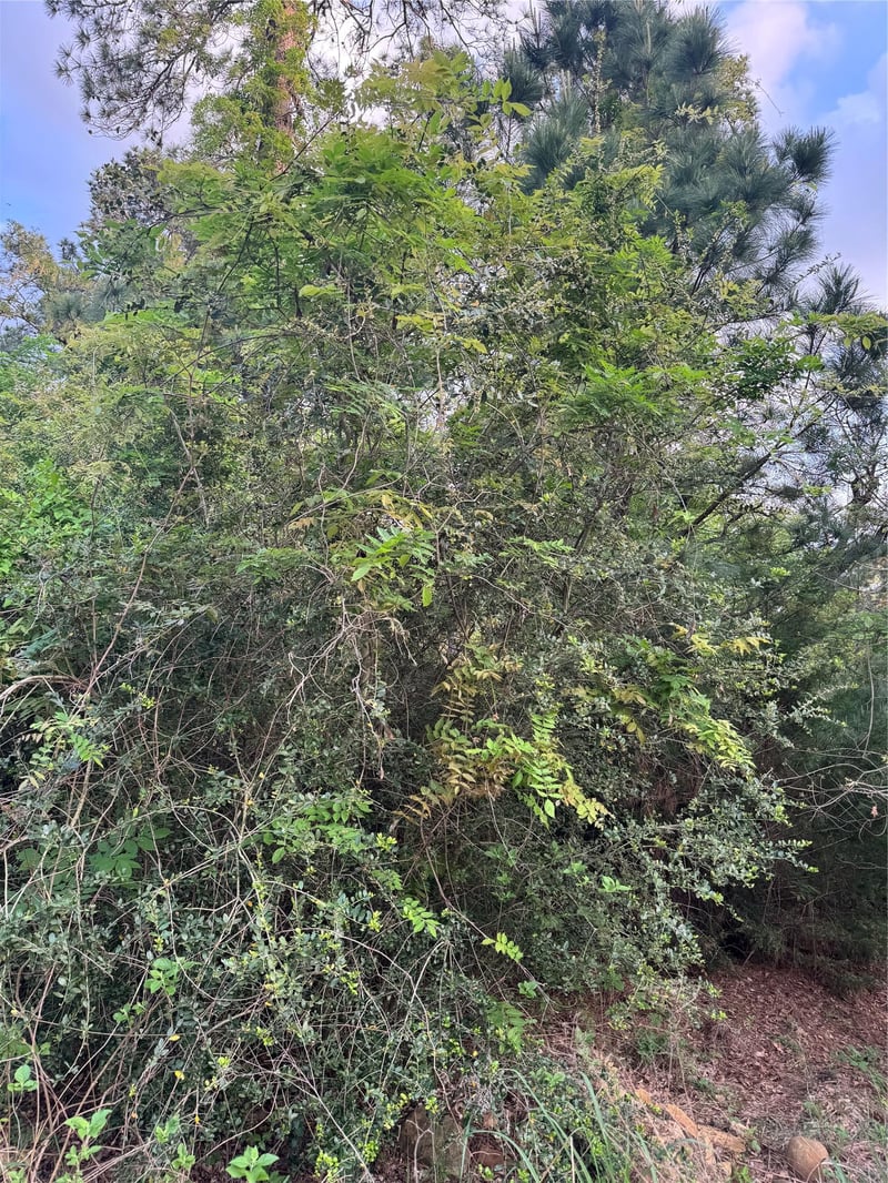 Lot 1386 Pahihi DR, Bastrop, TX 78602