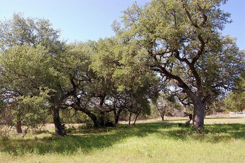 Rio Gabriel, Liberty Hill, TX 78642