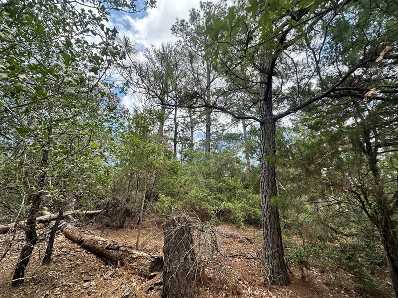 217 Helemano DR, Bastrop, TX 78602